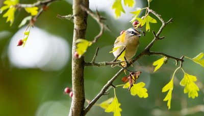 Ecorces et bourgeons avec la LPO