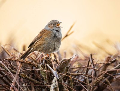 Initiation au chant des oiseaux du bocage
