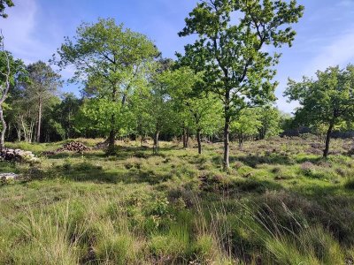 [Sortie nature] Flore prairiale et pollinisateurs