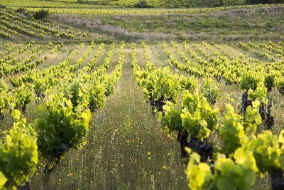 VISITE DU DOMAINE PRÉS LASSES