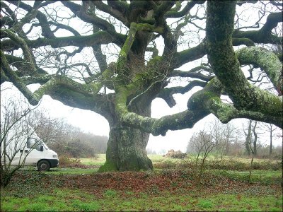 Le Chêne de Breslon
