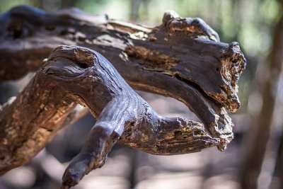 Exposition : Les créatures magiques de la forêt