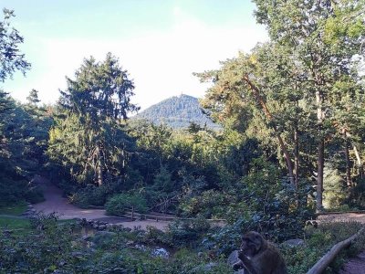 Visite privée et petit déjeuner avec les singes