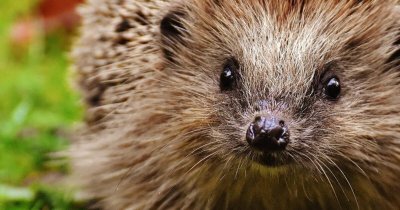 Conférence : "Sur la piste du hérisson"