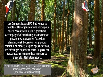 Sortie découverte des oiseaux en forêt de Sainte Geneviève