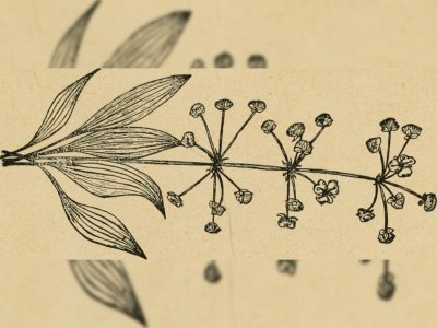 Atelier "Herbier dessiné de nos plantes compagnes"