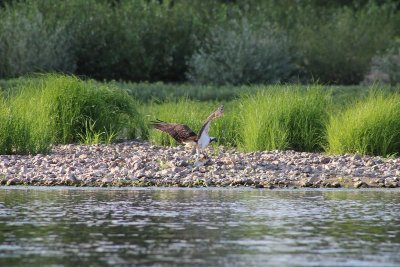 Balades improvisées