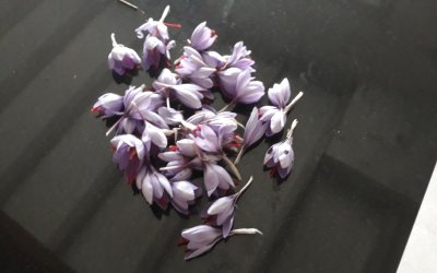 Sortie nature CPIE Pays Basque : "Une épice nommée Safran"