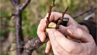 Formation arboriculteur – Greffe et porte-greffes