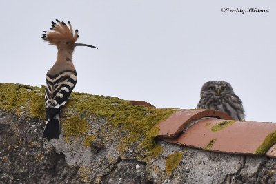 Sortie nature crépusculaire : le bal des ailes nocturnes