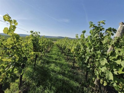 Randonnée - Circuit du Loejele