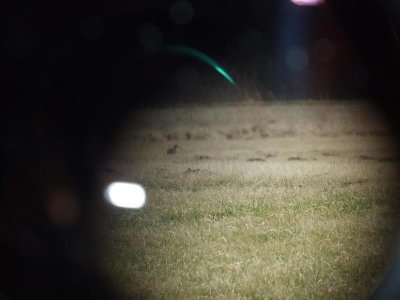 Cluedo : mais où est passé le courlis ?