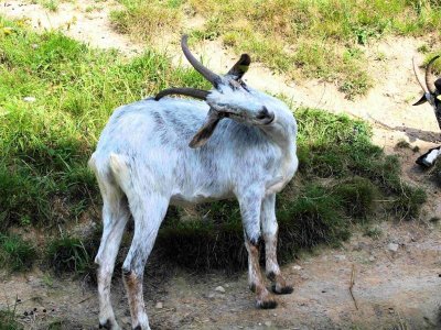 Animations du mois à la Ferme d'Argentin
