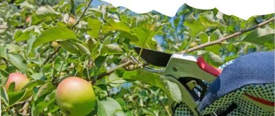 Taille et entretien d'un verger plein vent traditionnel - Dimanche Nature