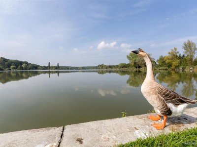 Etang de Farschviller