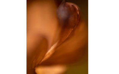 Exposition photo : « Abysses végétales »