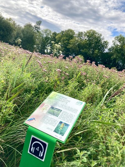 Ça bouge dans le marais !