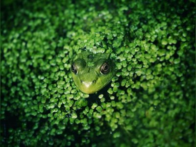 Lecture "Alors... raconte !"