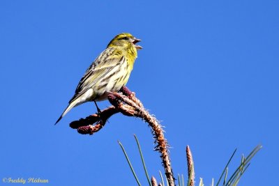 Reconnaissance des chants d'oiseaux