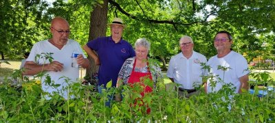 Distribution de plants par Jardins de Tomates