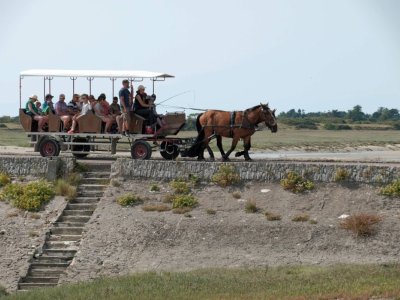 Balade attelée à Port-Bail