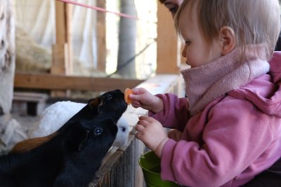 Vacances de printemps à la ferme des lamas