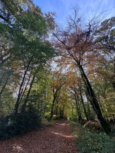 Printemps de la biodiversité - Balade botanique et initiation à la reliance végétale