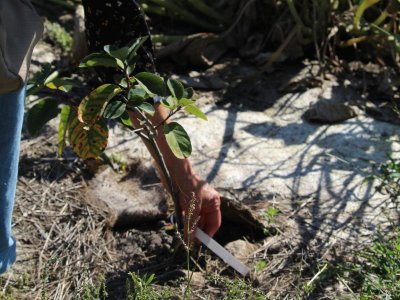 SEMAINE DE LA BIODIVERSITÉ - Atelier Bombes de graines et bonhomme en herbe avec Happy Vers à Terres d'Oiseaux