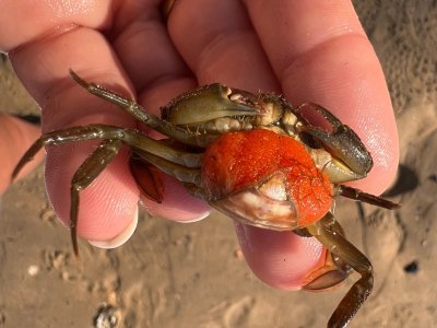 Atelier pêche à pied