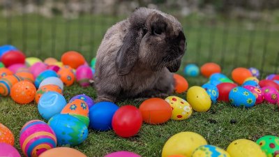 Chasse aux oeufs à la ferme de Maillofargueix