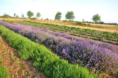 Parcours de visite libre des Aromatiques du Larzac