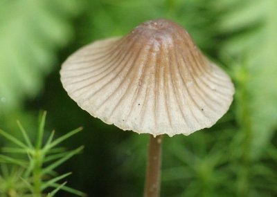Jardiner au naturel : atelier botanique et fabrication de pesto à l'ail des ours