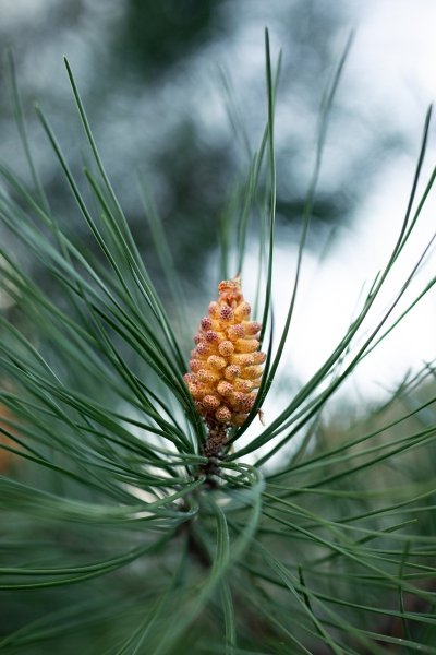 Sur la piste du Gravelot