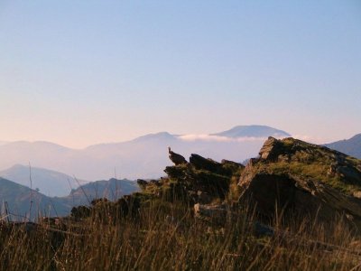 Randonnée accompagnée Mendi Gaiak : sur les traces des vautours