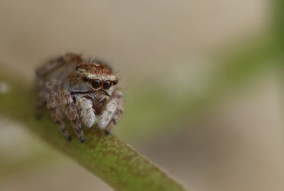 Atelier nature (6-12 ans) : l'arbre dans tous ses états