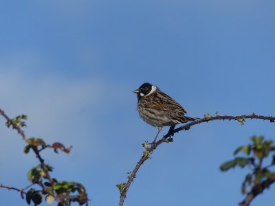 Les oiseaux nicheurs