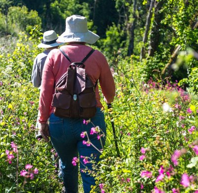 Balade nature la flore des sous-bois au printemps