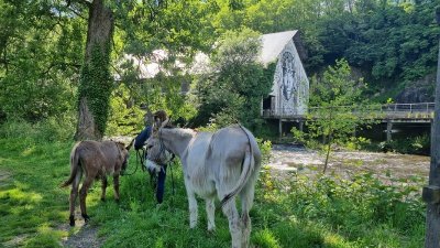 A la découverte des ânes
