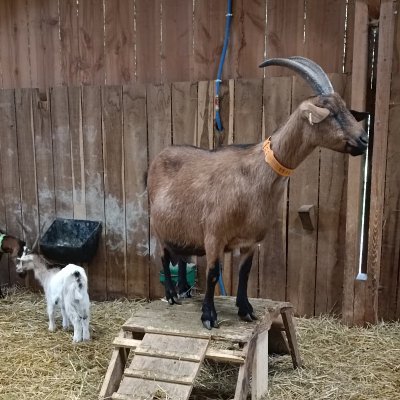 Rencontre avec des chèvres