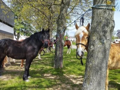 Chevauchée équestre