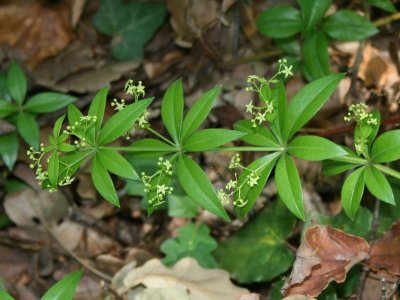 L'ABC DU HAUT-MINERVOIS - ANIMATION FLORES