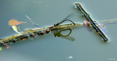 Les petites bêtes aquatiques de la mare