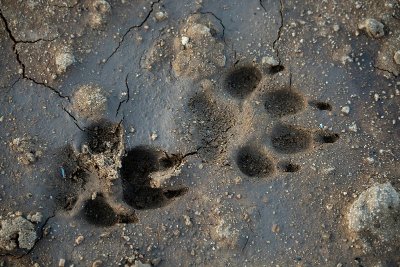 Traces et empreintes des animaux