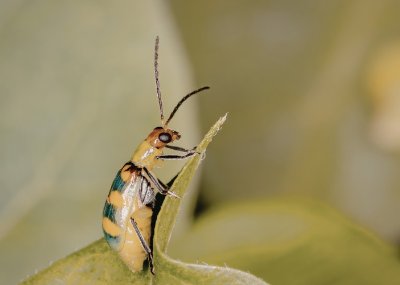 Balade guidée : "A la rencontre des insectes"