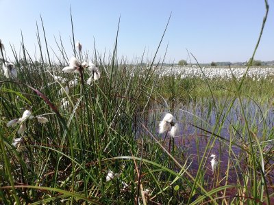 Découverte d’une tourbière au printemps