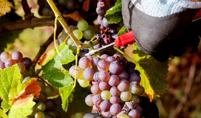 Visite guidée : Vin et dégustations