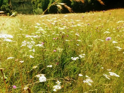 Atelier-découverte « La petite faune du ruisseau de Combejean »