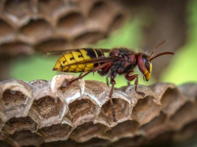 Atelier insectes qui piquent