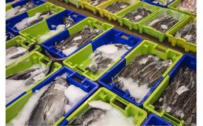 Visite Pays d’art et d’histoire : Le port de pêche et sa criée