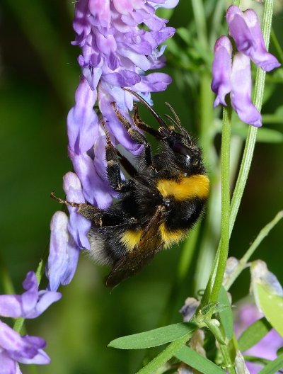 Une journée au jardin